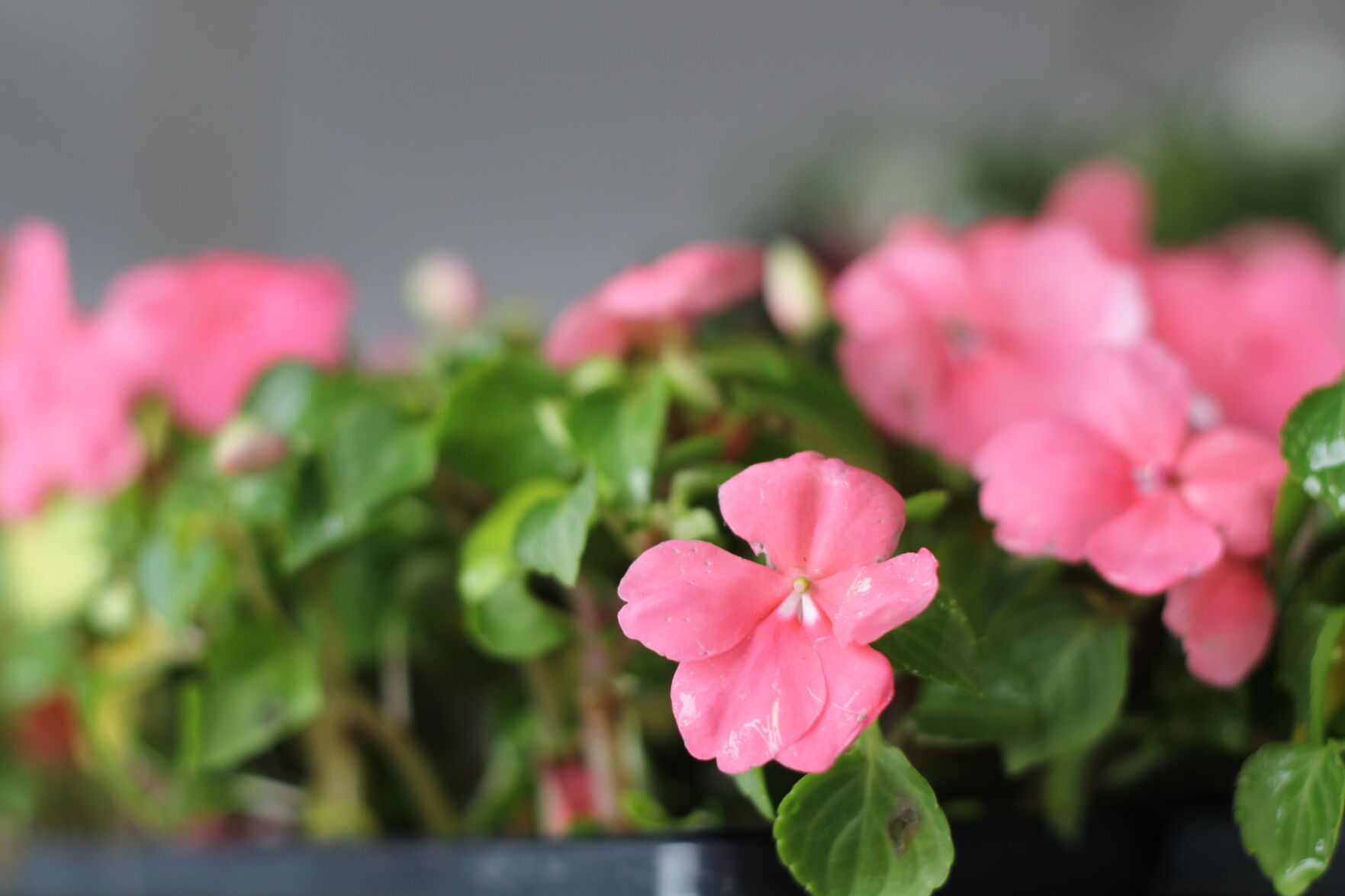 Impatiens